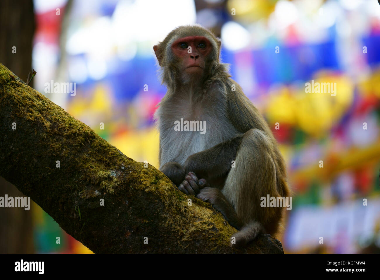 Lemure seduta di scimmia su albero sul tempio Mahakal osservatorio sulla collina, Darjeeling, West Bengal, India Foto Stock