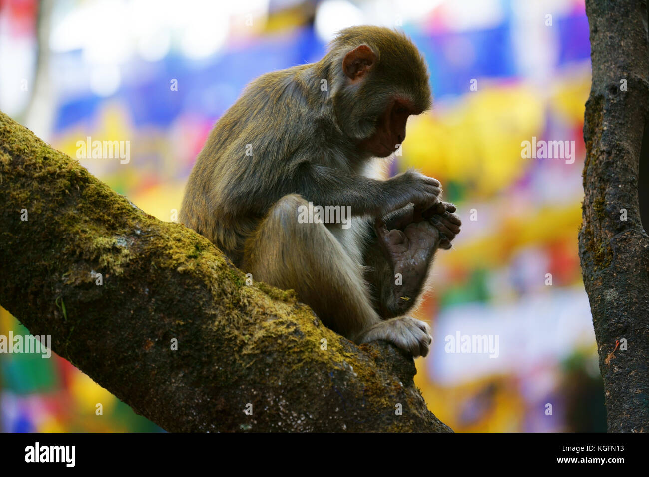 Lemure seduta di scimmia su albero sul tempio Mahakal osservatorio sulla collina, Darjeeling, West Bengal, India Foto Stock