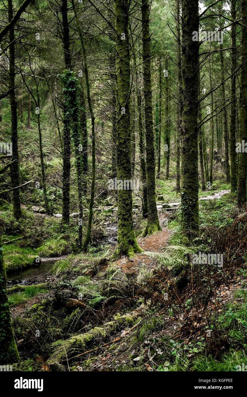 Boschi di Cardinham in Cornovaglia - alberi e sottobosco in boschi di Cardinham in Cornovaglia Bodmin. Foto Stock