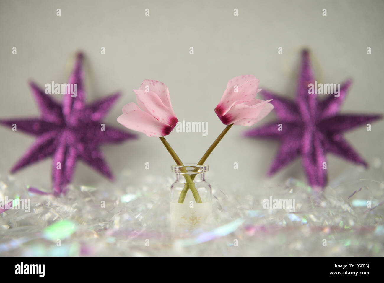 Fiore di natale immagine di fotografia con bollino rosa ciclamino fiori invernali in piccolo vasetto di vetro con il natale glitter sparkle decorazioni in background Foto Stock