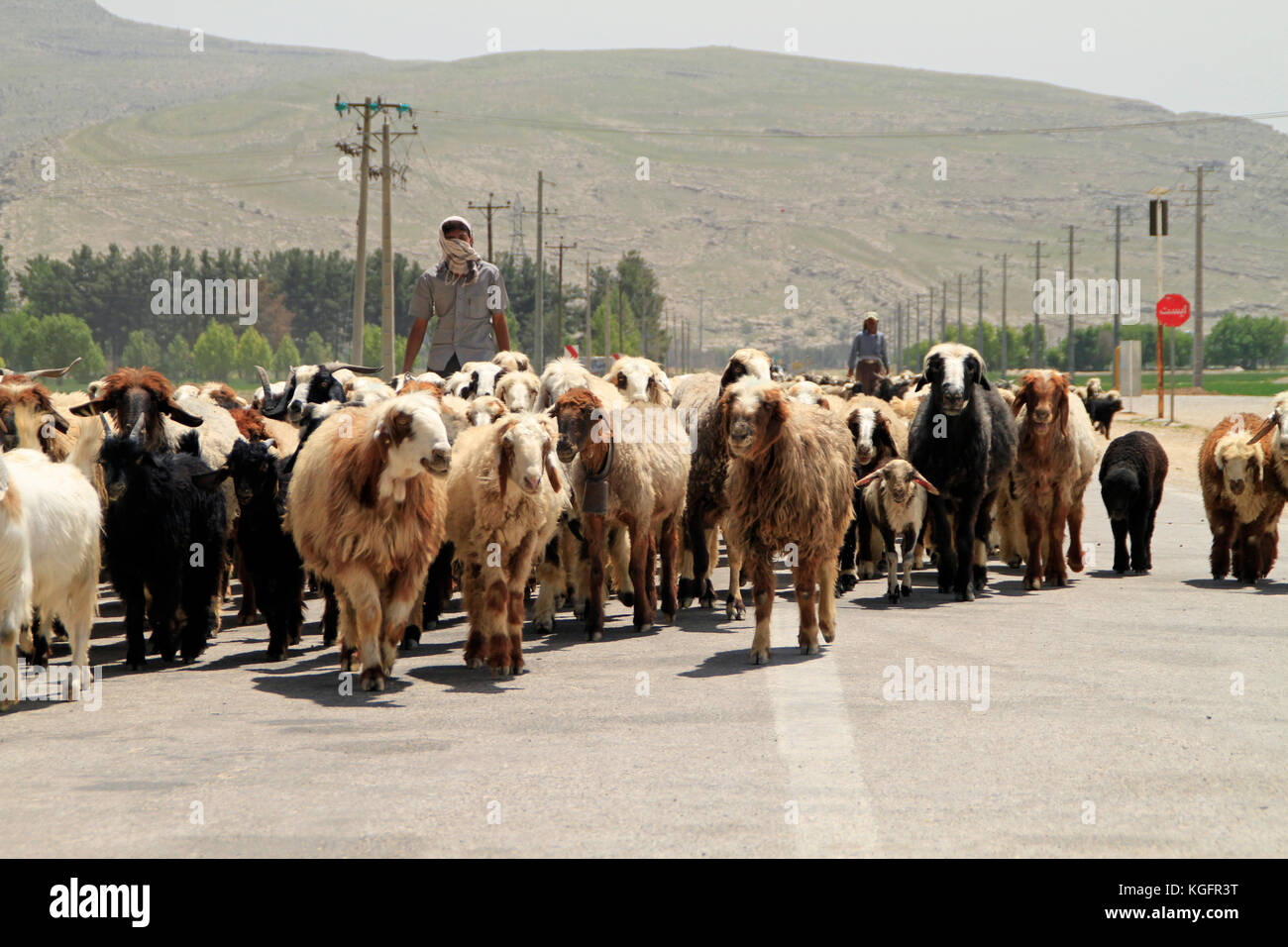 7 Aprile 2014 - Shiraz, Iran: un pastore che attraversa la strada con il suo gregge di pecore Foto Stock