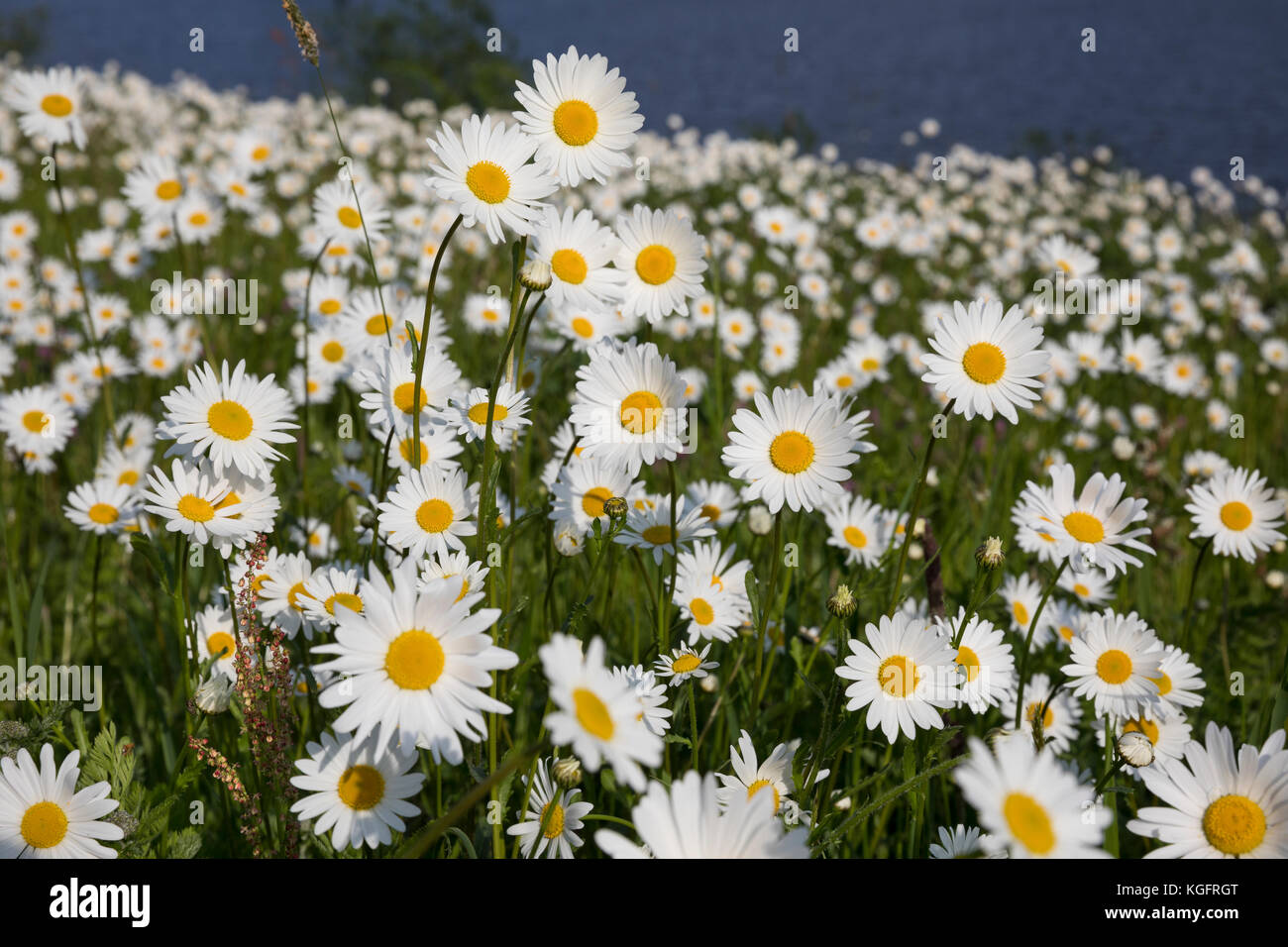 Margerite, Wiesen-Margerite, Wiesenmargerite, Magerwiesen-Margerite, dichter Margeriten-Bestand, Leucanthemum vulgare, crisantemo leucanthemum, Leu Foto Stock