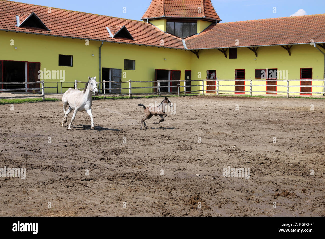 Cavallo e puledro in esecuzione in corral Foto Stock
