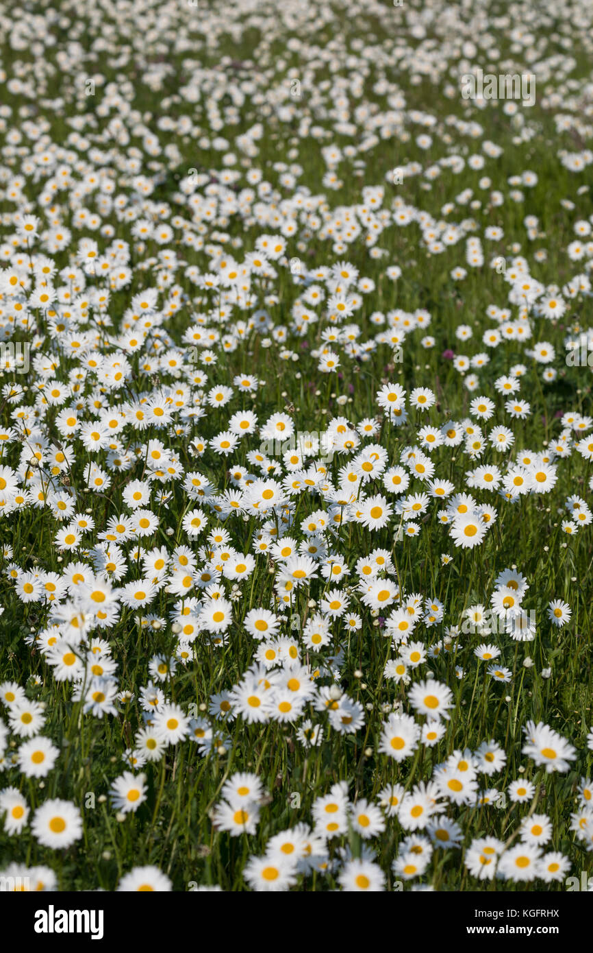 Margerite, Wiesen-Margerite, Wiesenmargerite, Magerwiesen-Margerite, dichter Margeriten-Bestand, Leucanthemum vulgare, crisantemo leucanthemum, Leu Foto Stock