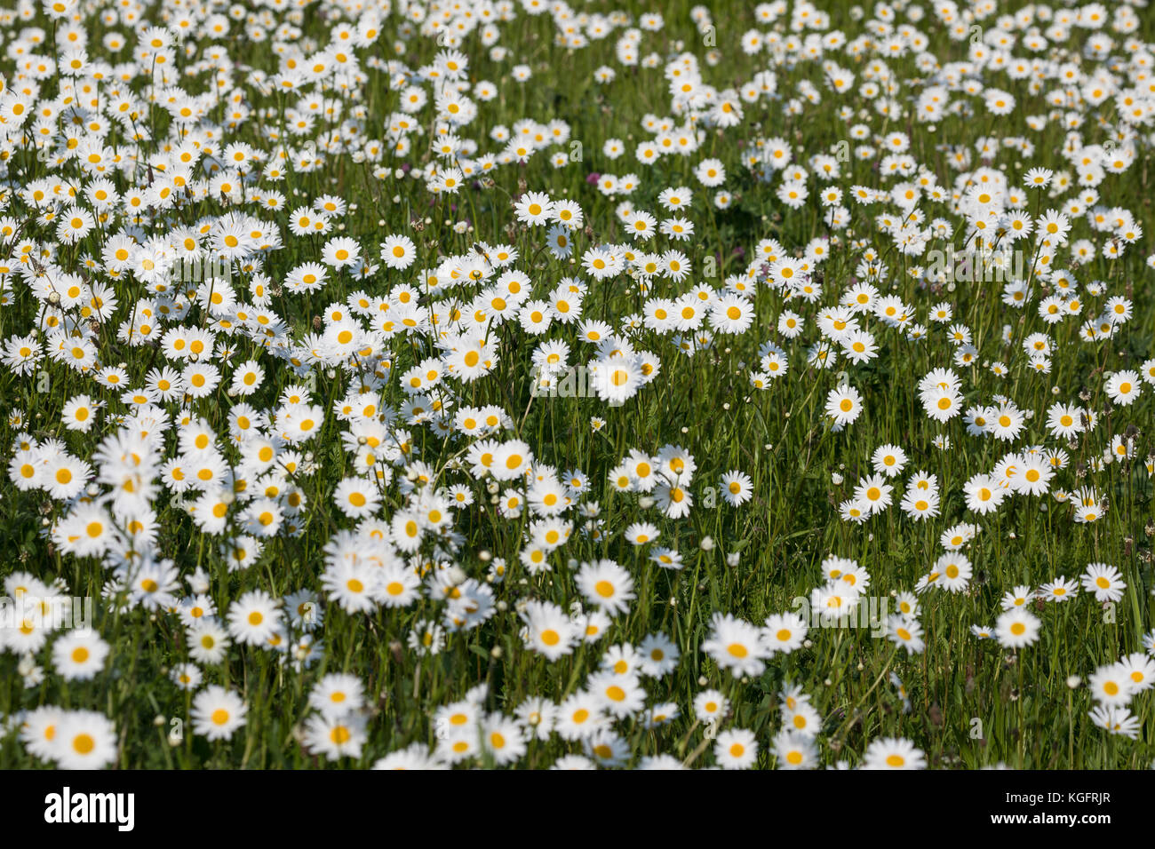 Margerite, Wiesen-Margerite, Wiesenmargerite, Magerwiesen-Margerite, dichter Margeriten-Bestand, Leucanthemum vulgare, crisantemo leucanthemum, Leu Foto Stock