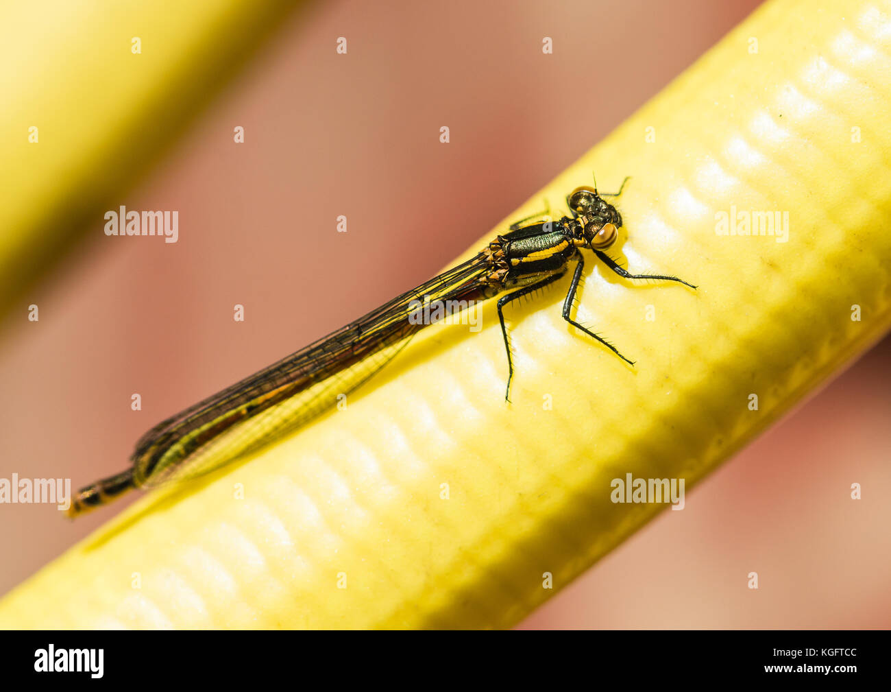 Una ripresa macro di un grande immaturi damselfly rosso. Foto Stock