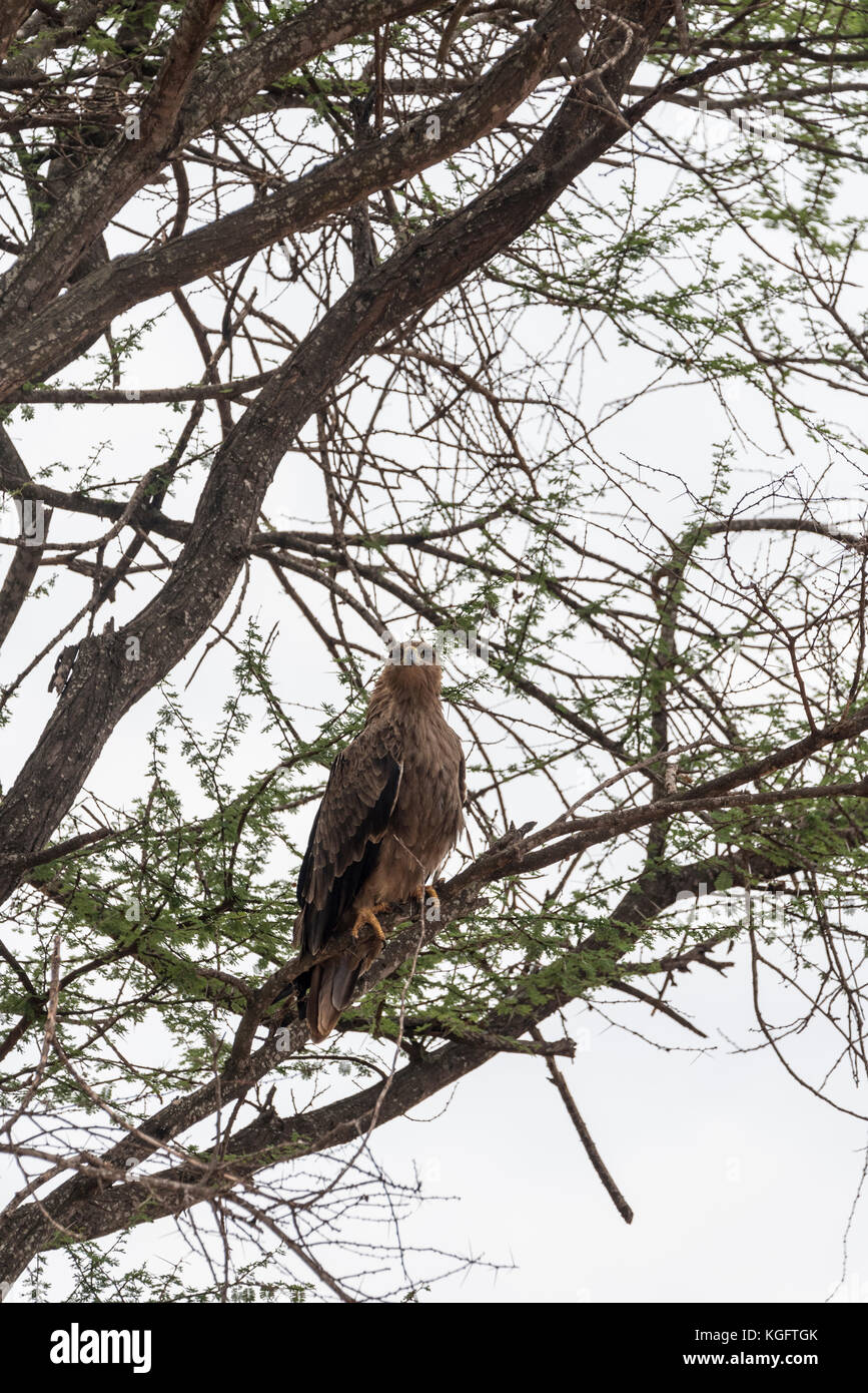 Un arroccato Tawny Eagle (Aquila rapax) Foto Stock