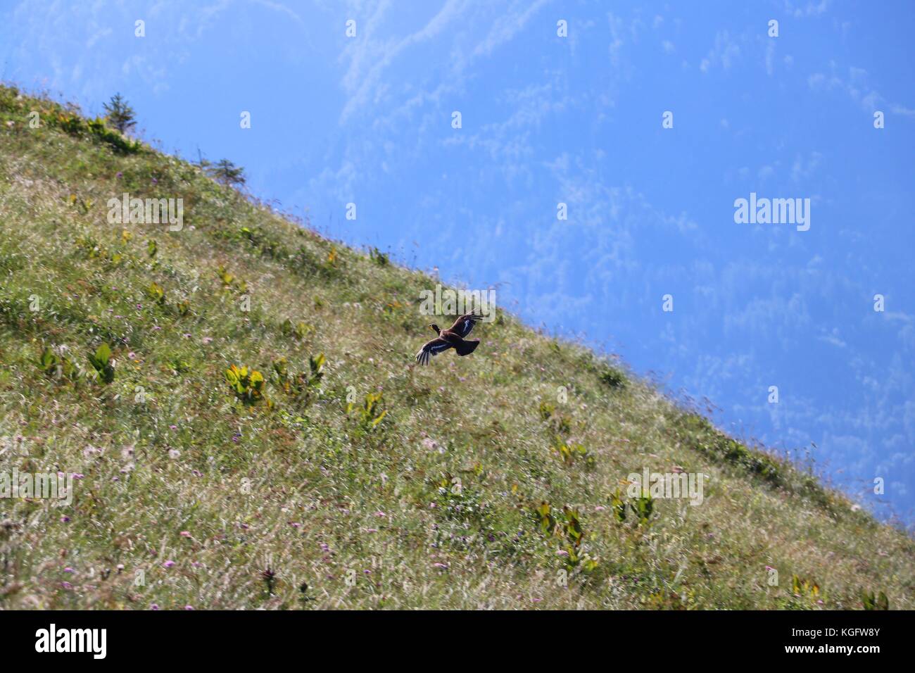 Fasianidi battenti Foto Stock