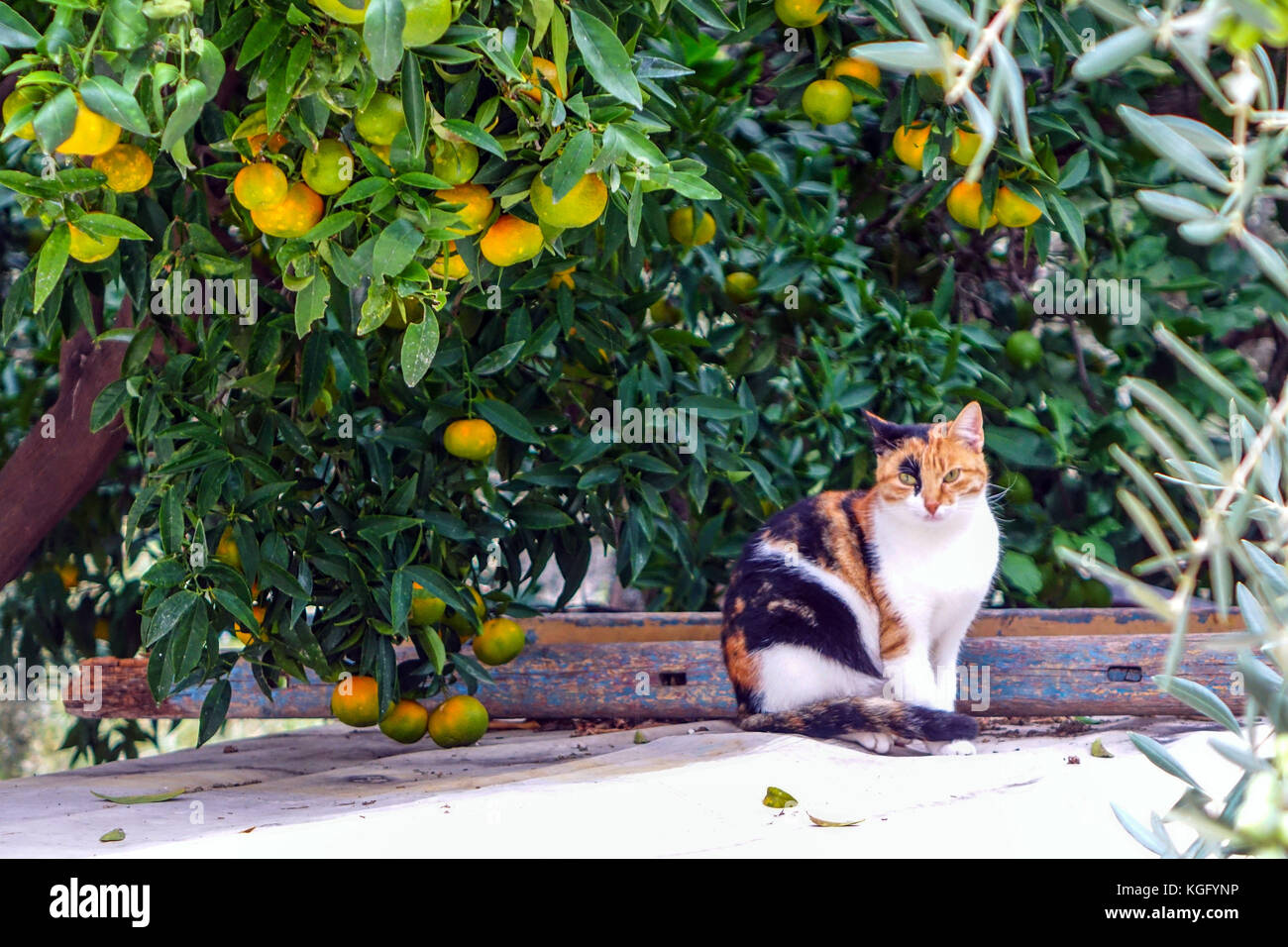 Tre colorate, Gatti calico si sedette sotto le arance, Leonidio, Grecia Foto Stock