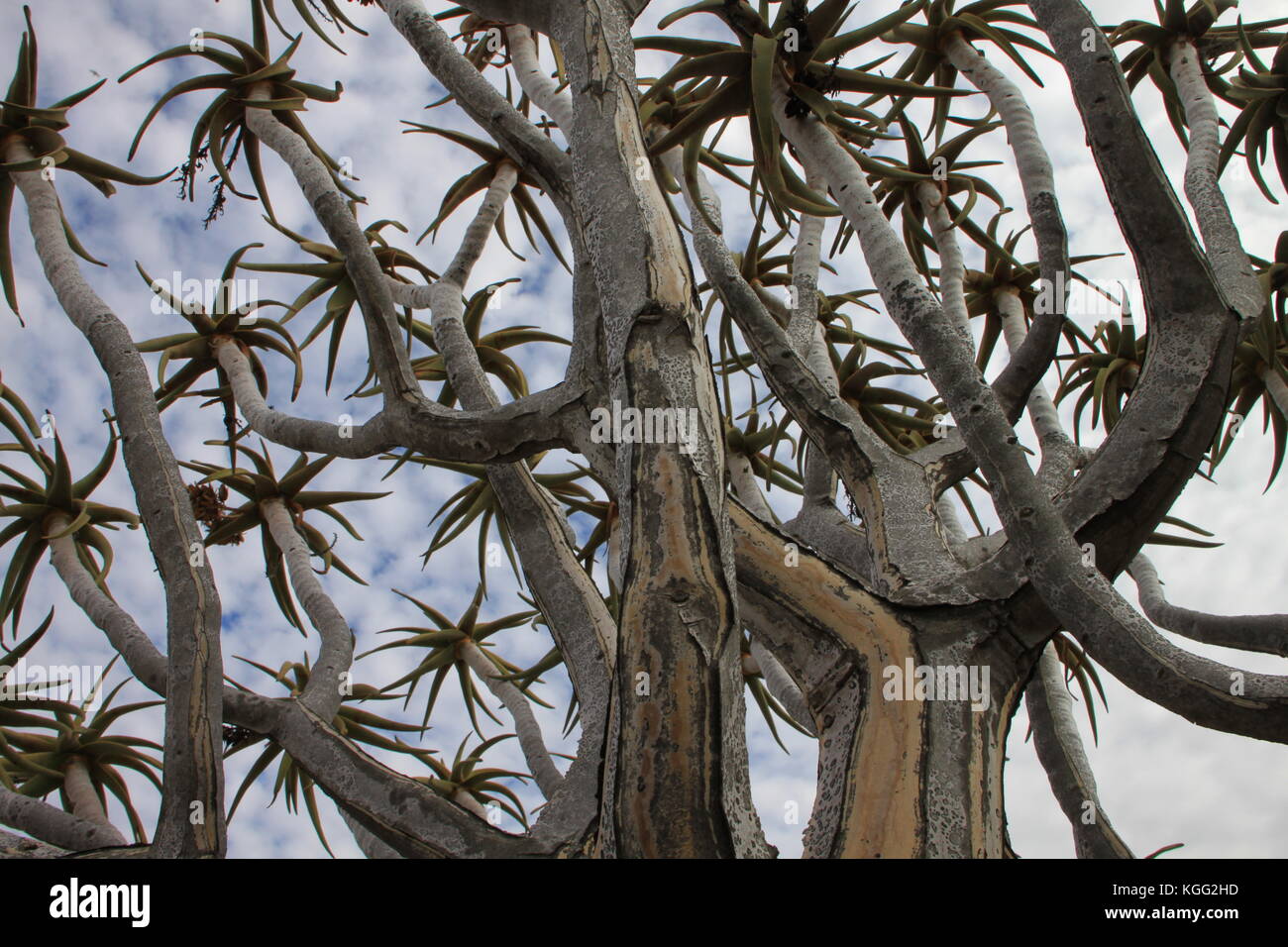 Faretra rami di alberi closeup Foto Stock