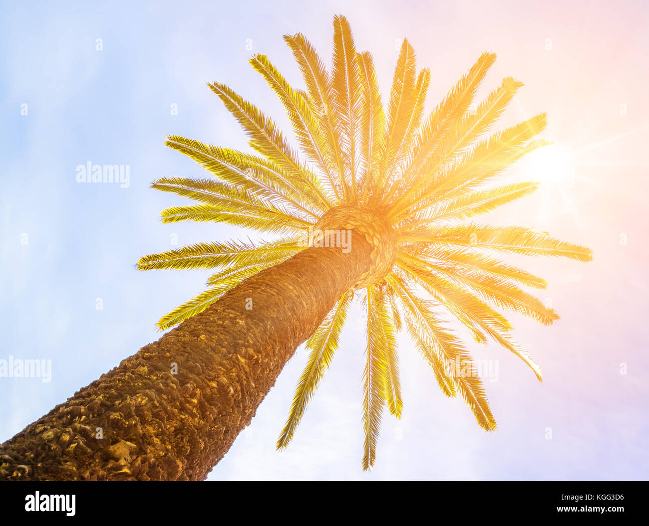 Palm con il cielo e lo sfondo di Sun Foto Stock