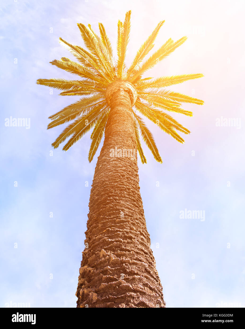 Palm con il cielo e lo sfondo di Sun Foto Stock