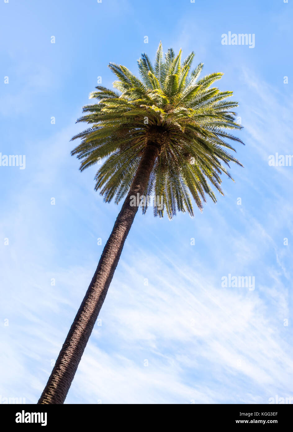 Palm tree da sotto con cielo blu sullo sfondo Foto Stock