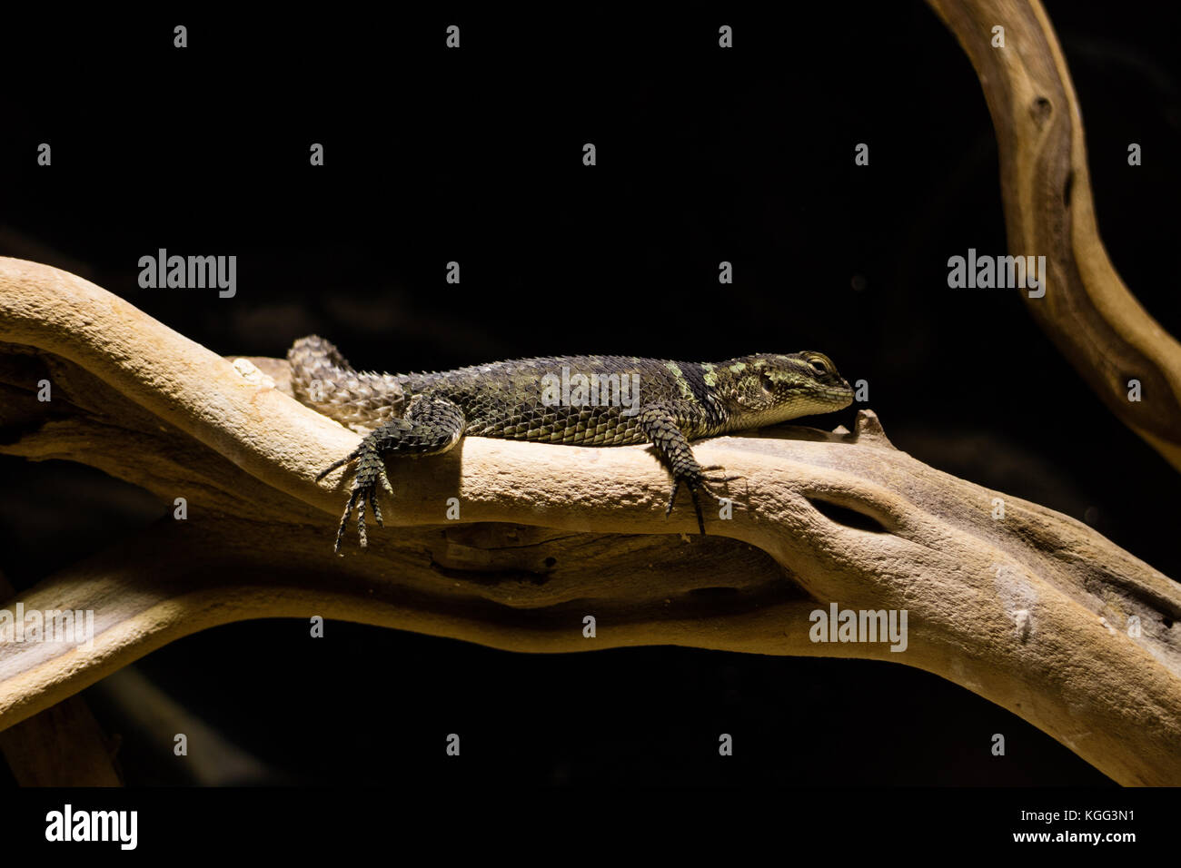 Lizard in appoggio sulla levetta di piante in zoo. Foto Stock