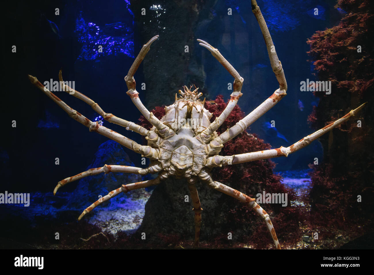 Giganti di Mare a ragno in Acquario dello zoo. Foto Stock
