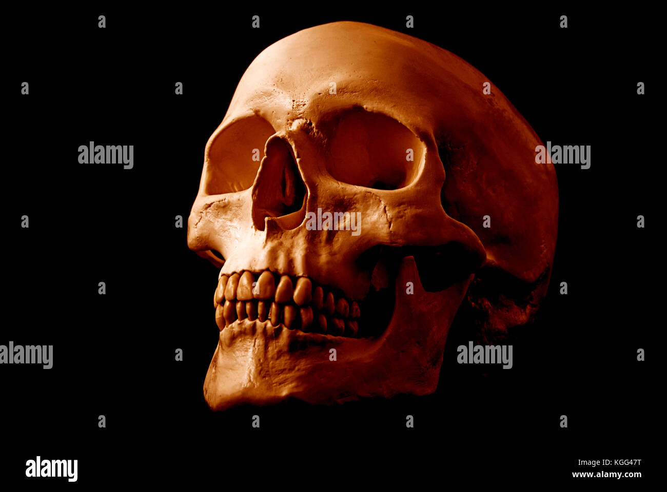 cranio umano Foto Stock