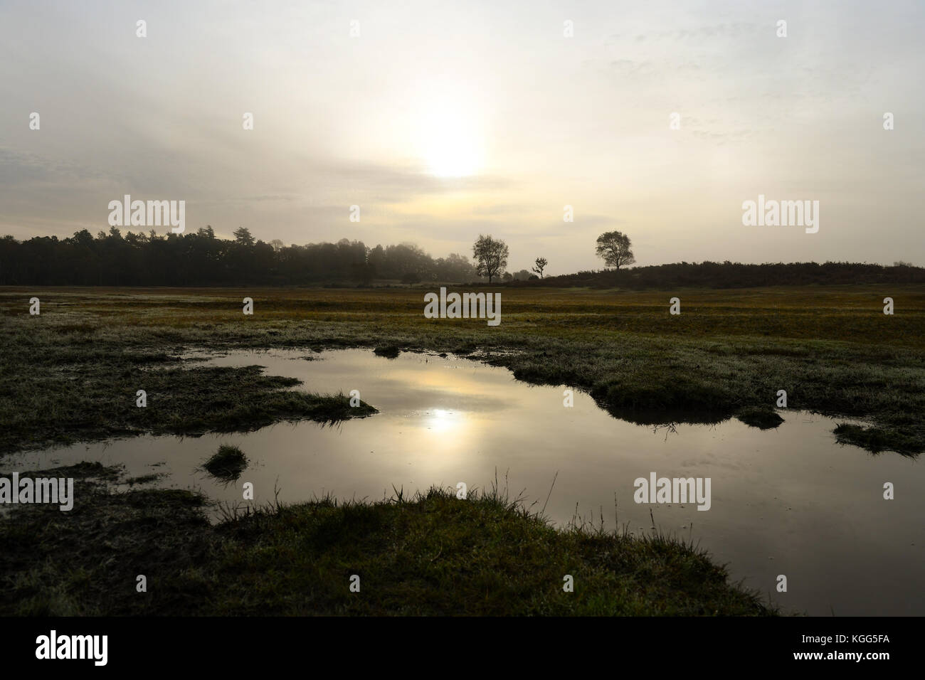 Un saturo di acqua comune Canada Belford sul bordo della New Forest Hampshire in una nebbiosa mattinata nebbiosa. Foto Stock