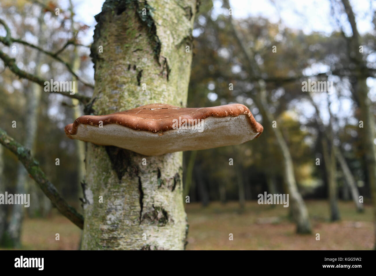 Una staffa funghi su un albero vivo con il rosso brunastro e superiore white underbelly. Foto Stock