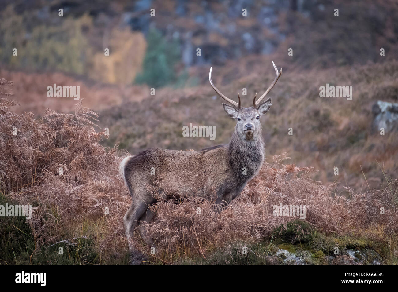 Red Deer Foto Stock