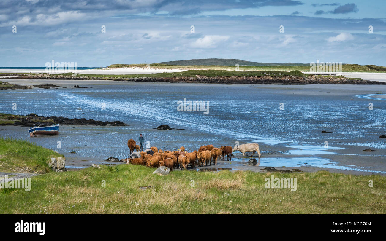 L'agricoltore delle Ebridi spostando il suo bestiame dall'alimentazione invernale motivi di un'isola vicina alla principale isola di North Uist Foto Stock