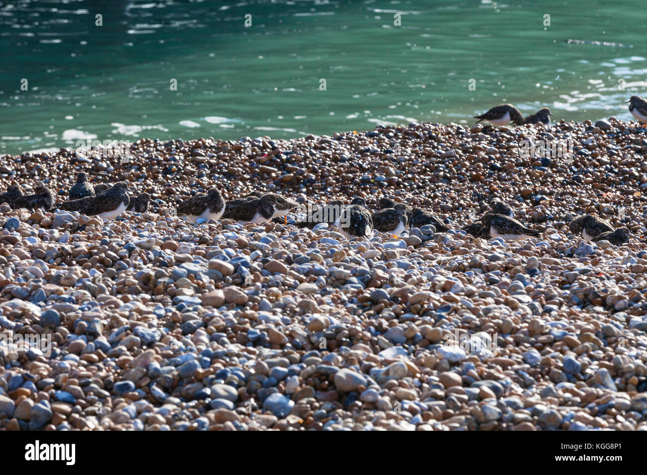 Un gregge di Turnstone (Arenaria interpres) gli uccelli seduti in riva al mare sulla spiaggia di ciottoli di Hastings, Regno Unito Foto Stock