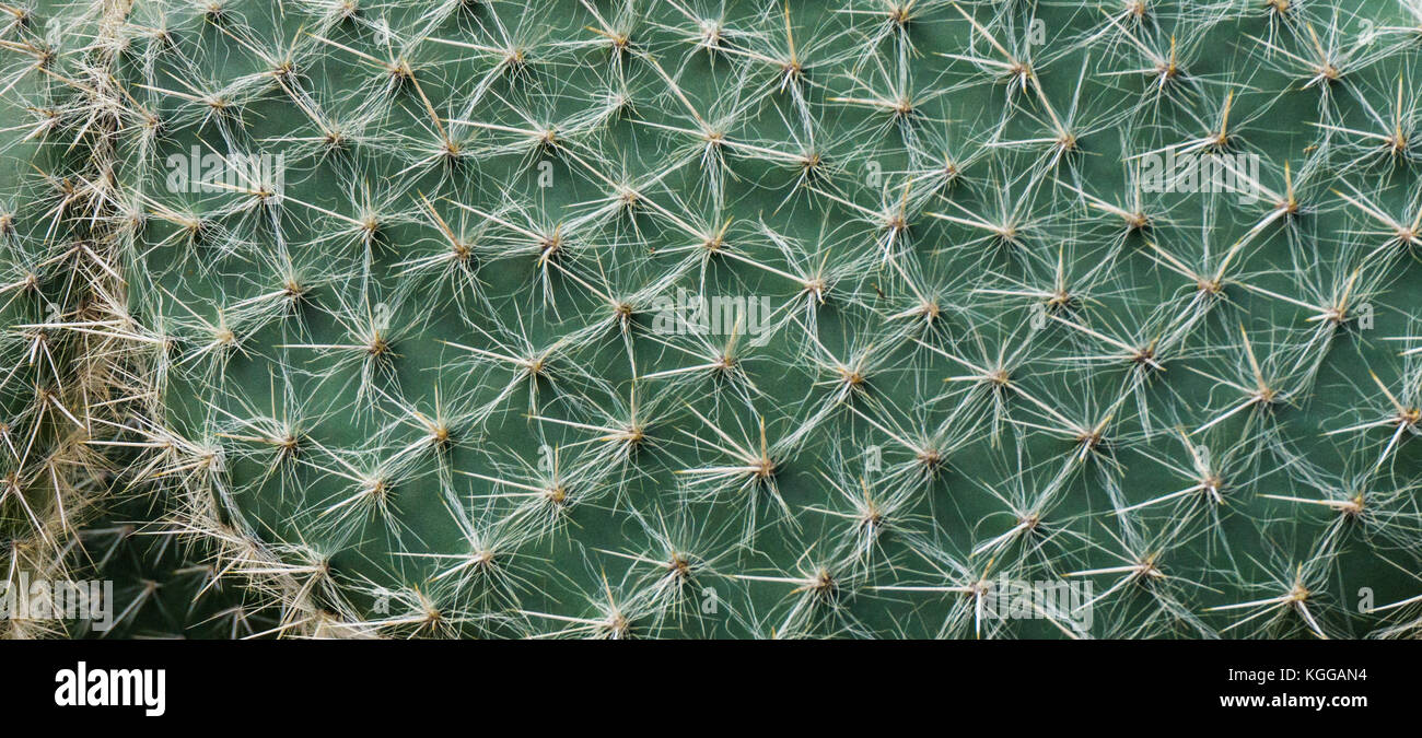 Close up foto di cactus stelo con le sue spine bianche Foto Stock