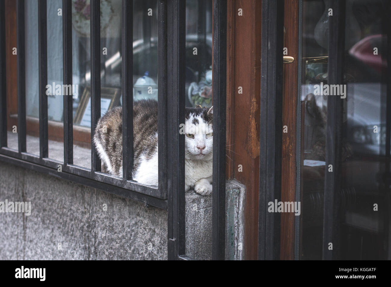 Adulto di bianco e grigio gatto domestico (Felis silvestris catus) che stabilisce tra la vetrina di un negozio e bar, calcolare fuori come mangiare il fotografo Foto Stock