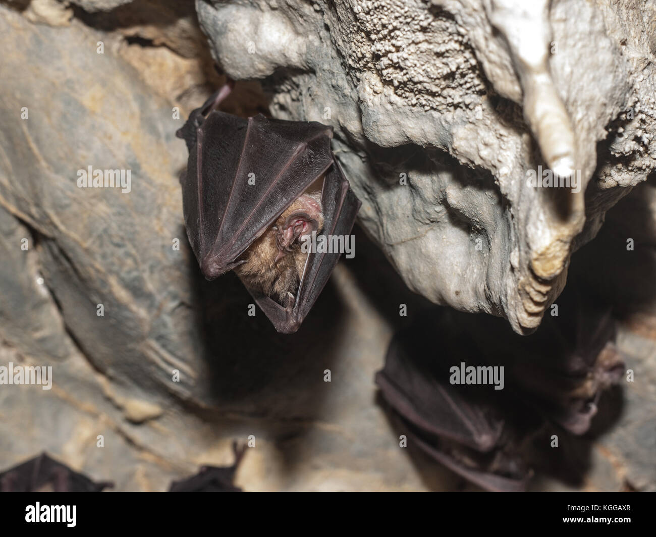 Il ferro di cavallo bat (rhinolophus sp) pendenti dal soffitto della caverna, dormire, deguricka grotta, serbia Foto Stock