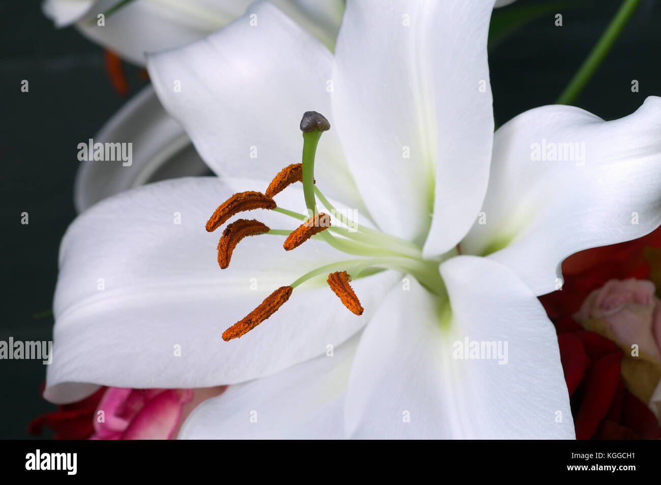 Stigma nero e arancione stami alla fine di filamenti su un bianco lillium. Foto Stock