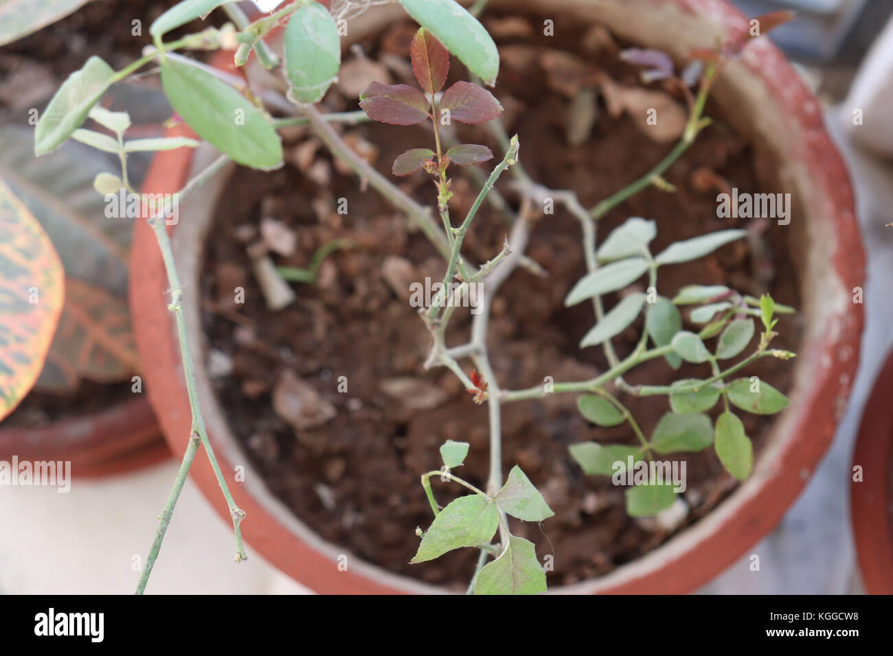 Una pianta con foglie verdi fotografia ritratto con effetto bokeh meglio adatto per striscioni sulla natura #makemediscoverable green best per spot pubblicitari Foto Stock