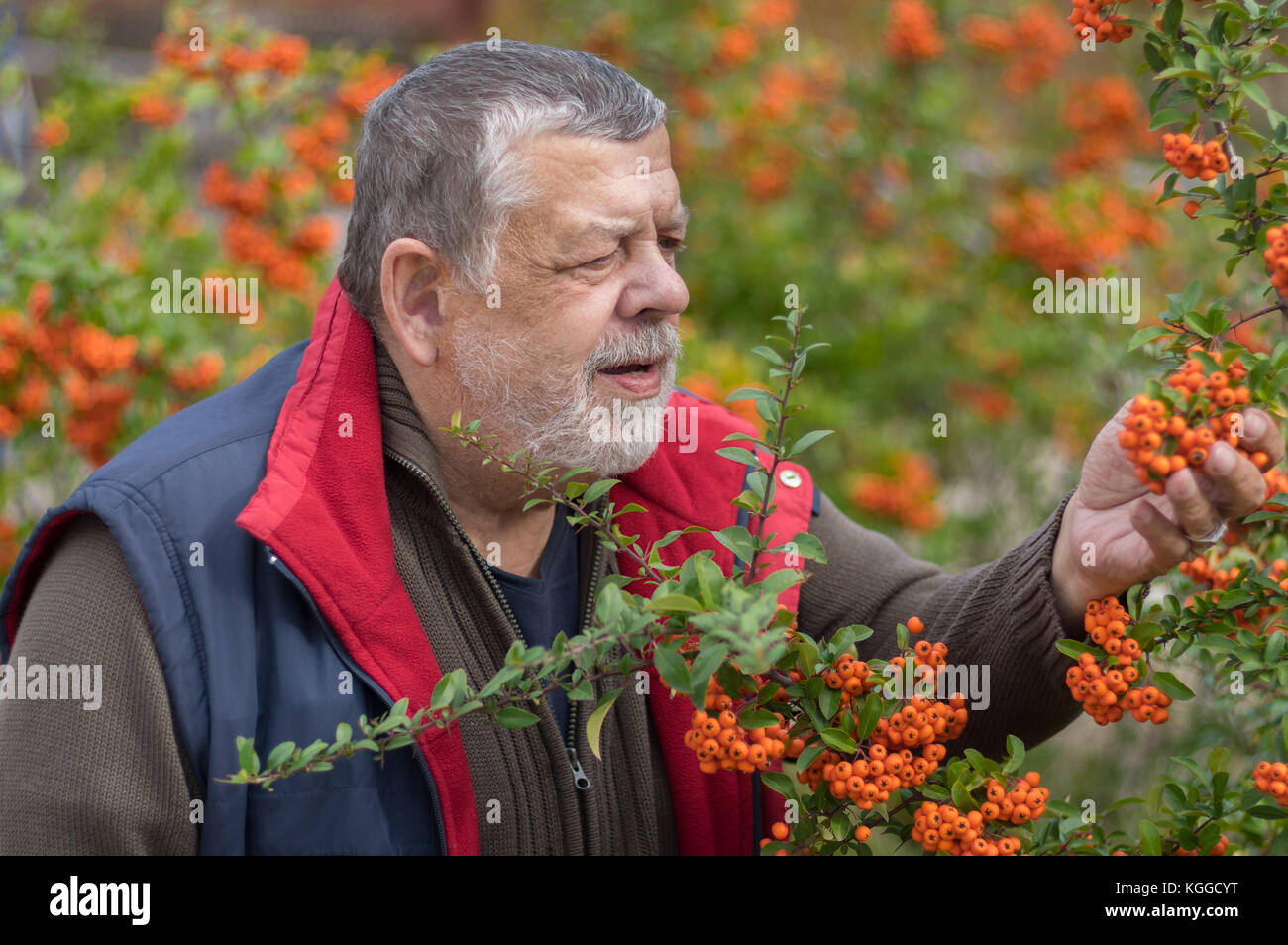 Outdoor ritratto del barbuto uomo senior ammirando pyracantha arbusto con bacche arancio nel giardino di caduta Foto Stock
