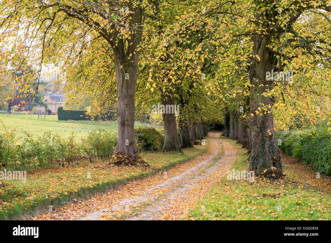 Tilia × europaea. Viale dei Tigli lungo un bridleway in autunno. Swerford, Cotswolds, Oxfordshire, Inghilterra Foto Stock