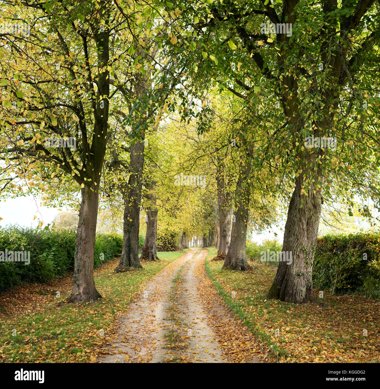Tilia × europaea. Viale dei Tigli lungo un bridleway in autunno. Swerford, Cotswolds, Oxfordshire, Inghilterra Foto Stock