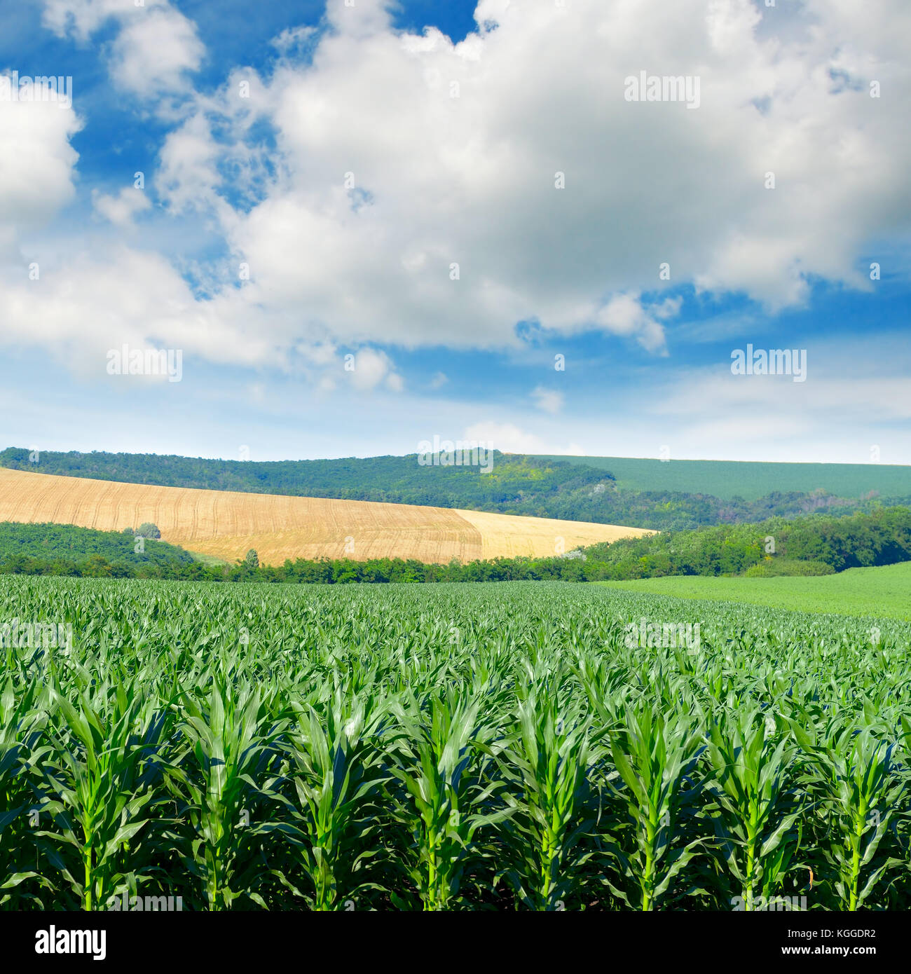 Campo di grano in pittoresche colline e nuvole bianche nel cielo blu. Foto Stock