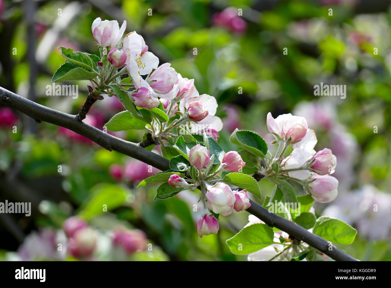 Giovani foglie e fiori di un melo su uno sfondo sfocato. Foto Stock