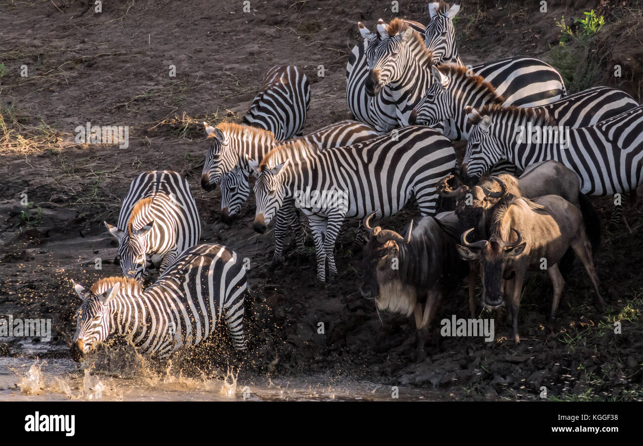 Una mandria di pianura Zebra e compagno Gnu test con cautela le acque nel Nord della Tanzania, seguendo la Grande Migrazione. Foto Stock