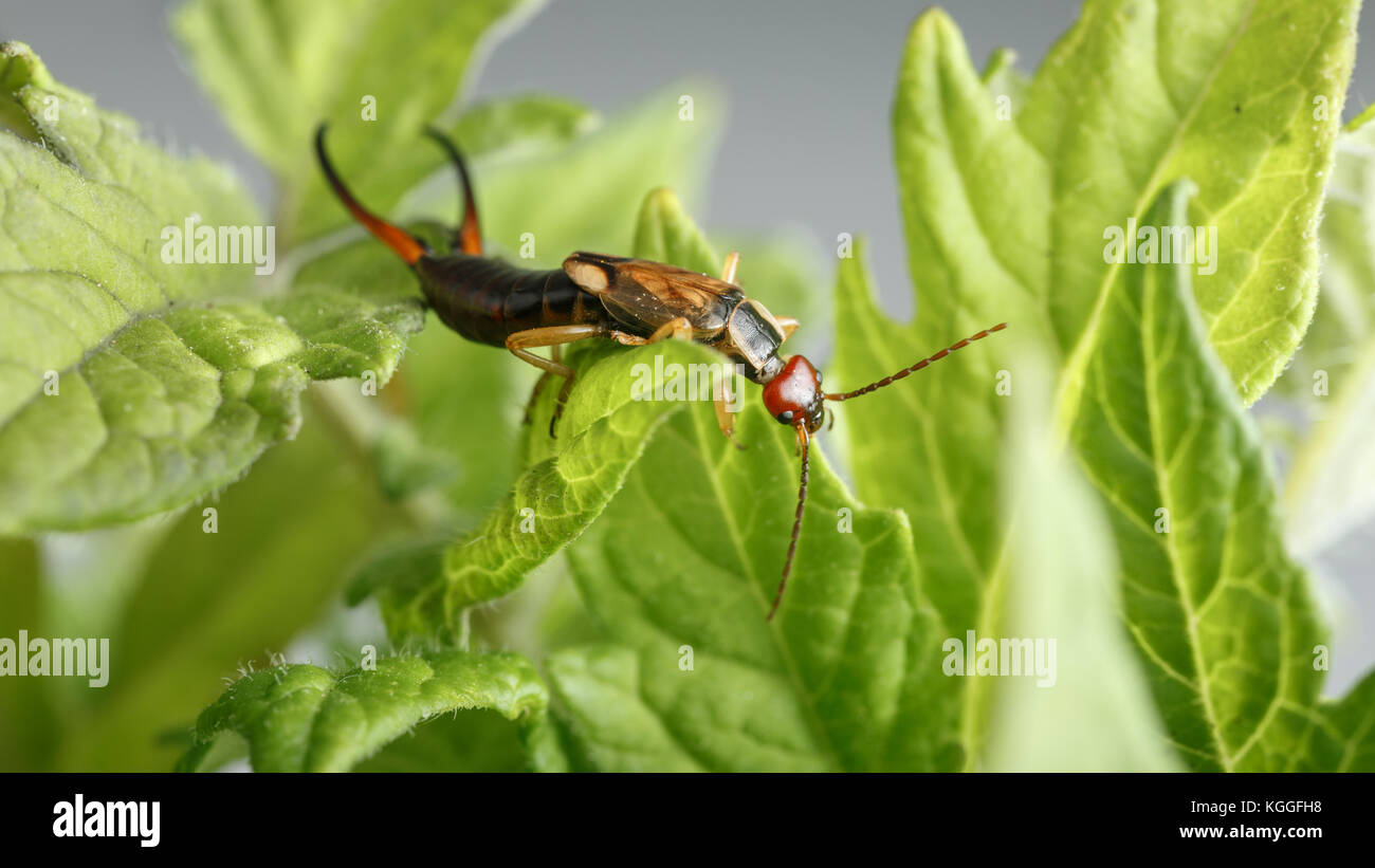 Earwig si arrampica sul verde delle foglie della pianta di pomodoro, su sfondo grigio. Forficula auricularia può essere una problematica di pest o un alleato per gli agricoltori Foto Stock