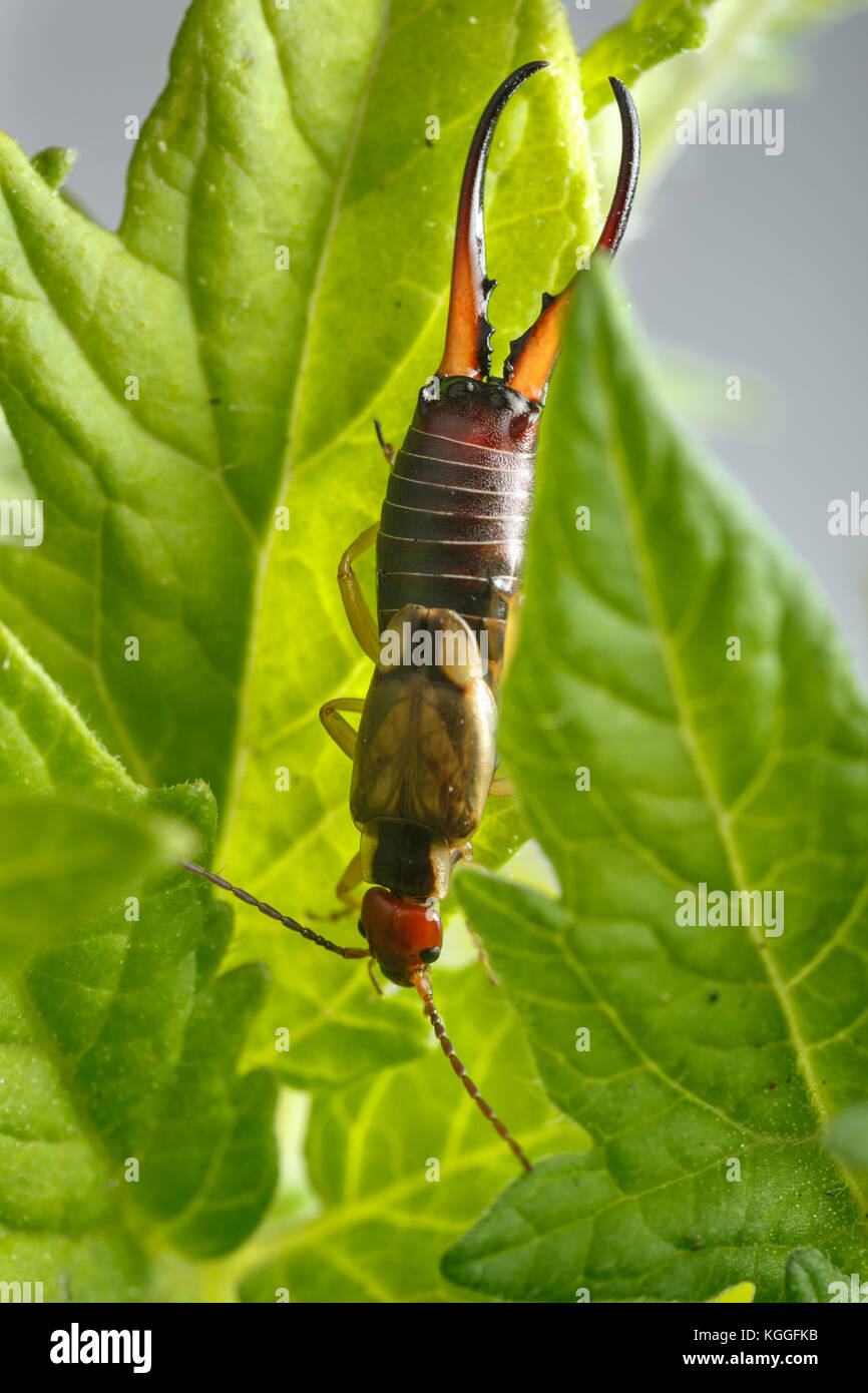 Earwig appeso a testa in giù a pianta di pomodoro in foglia. Questa bella bug può causare notevoli danni alle colture Foto Stock