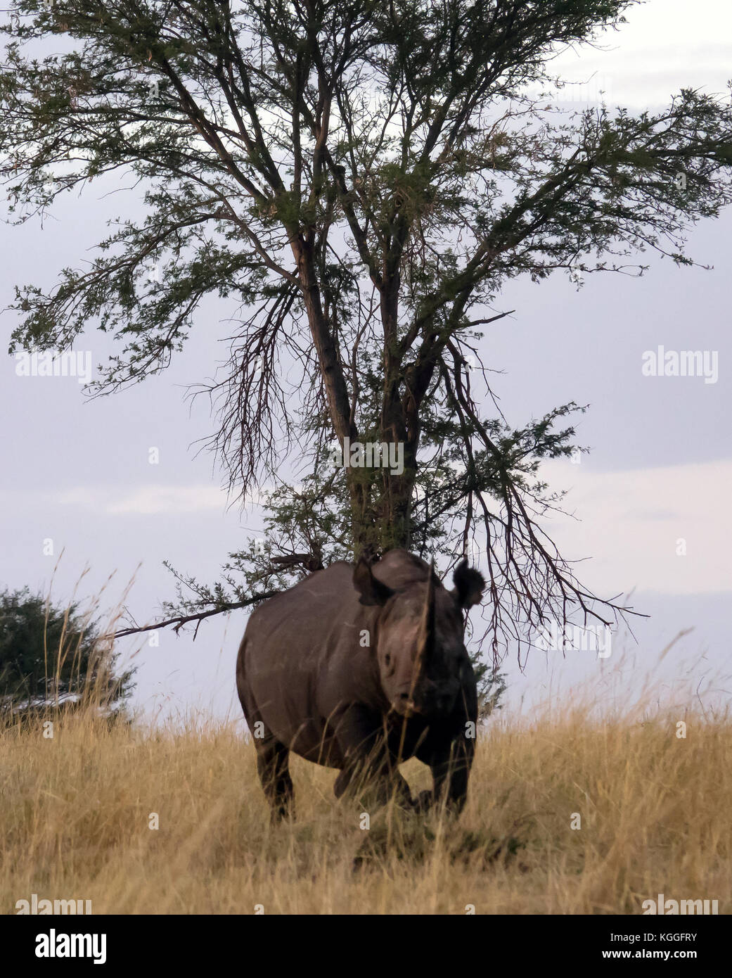 Rinoceronte nero: set di quattro colpi di un criticamente rinoceronte nero jogging attraverso pianure del Serengeti in Tanzania settentrionale Foto Stock