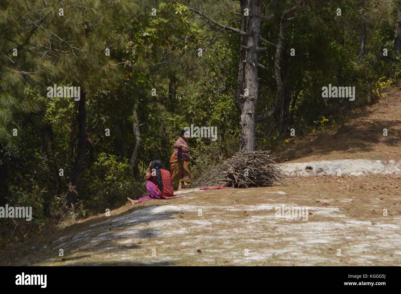 Donne nepalesi, in abiti tradizionali, che lavorano e trasportano piccoli ramoscelli sulla collina in un piccolo villaggio in Nepal, Panauti. Foto Stock