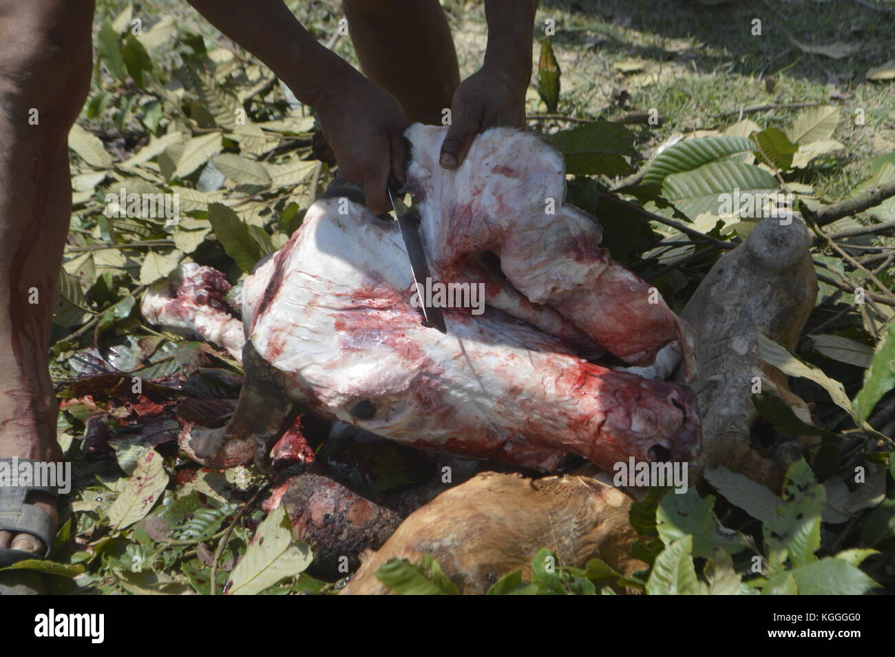Macellazione di bufalo d'acqua nel piccolo villaggio nepalese in modo umano. Ucciso con 3 colpi del lato non affilato di un'ascia sulla testa. Tutti gli uomini aiutano. Foto Stock