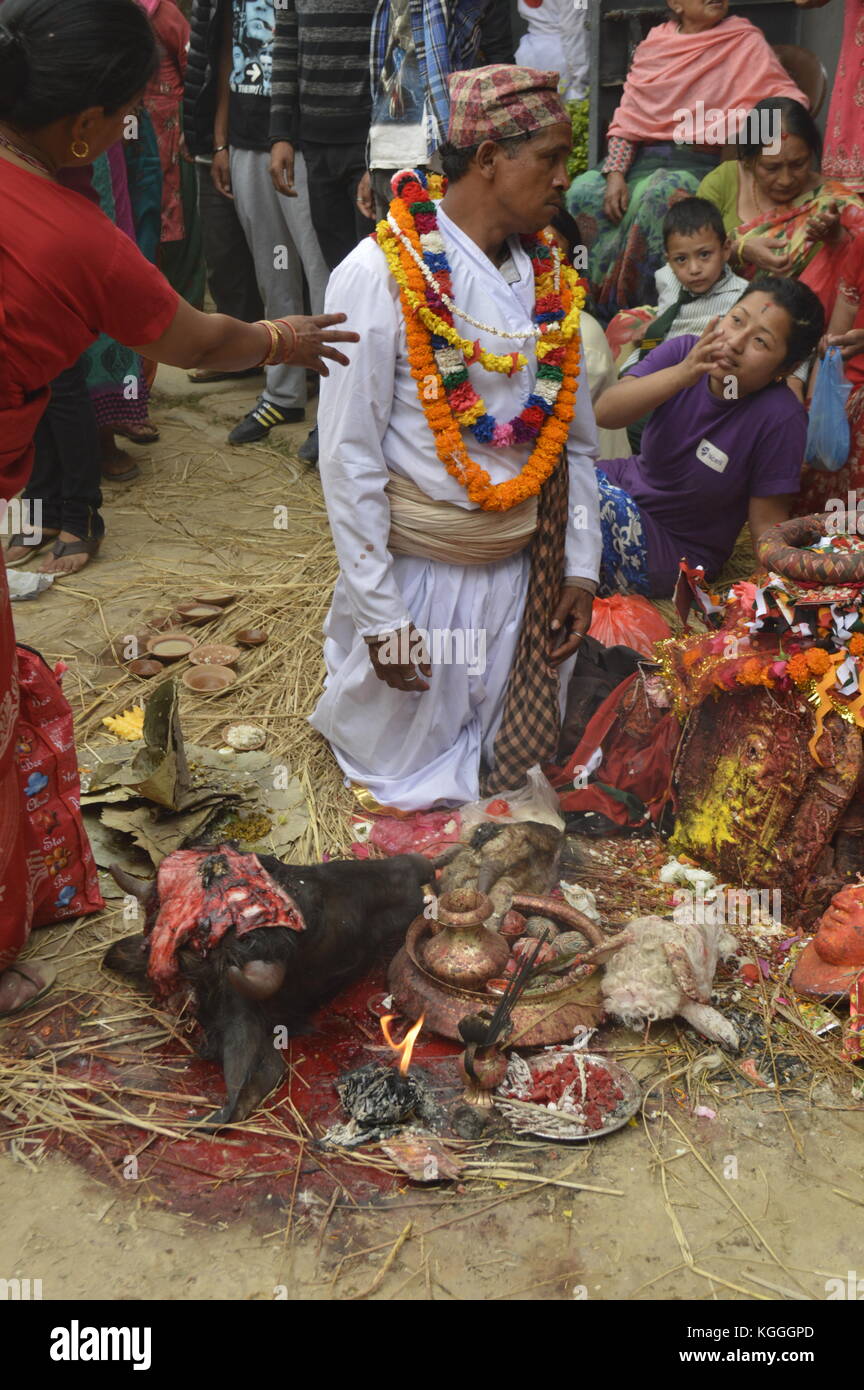 Sacrificio animale durante il festival Jatra a Panauti, Nepal. Donna nepalese che raggiunge. incentivo. bufala, capra, anatra, testa di pecora. sacrificio. Foto Stock