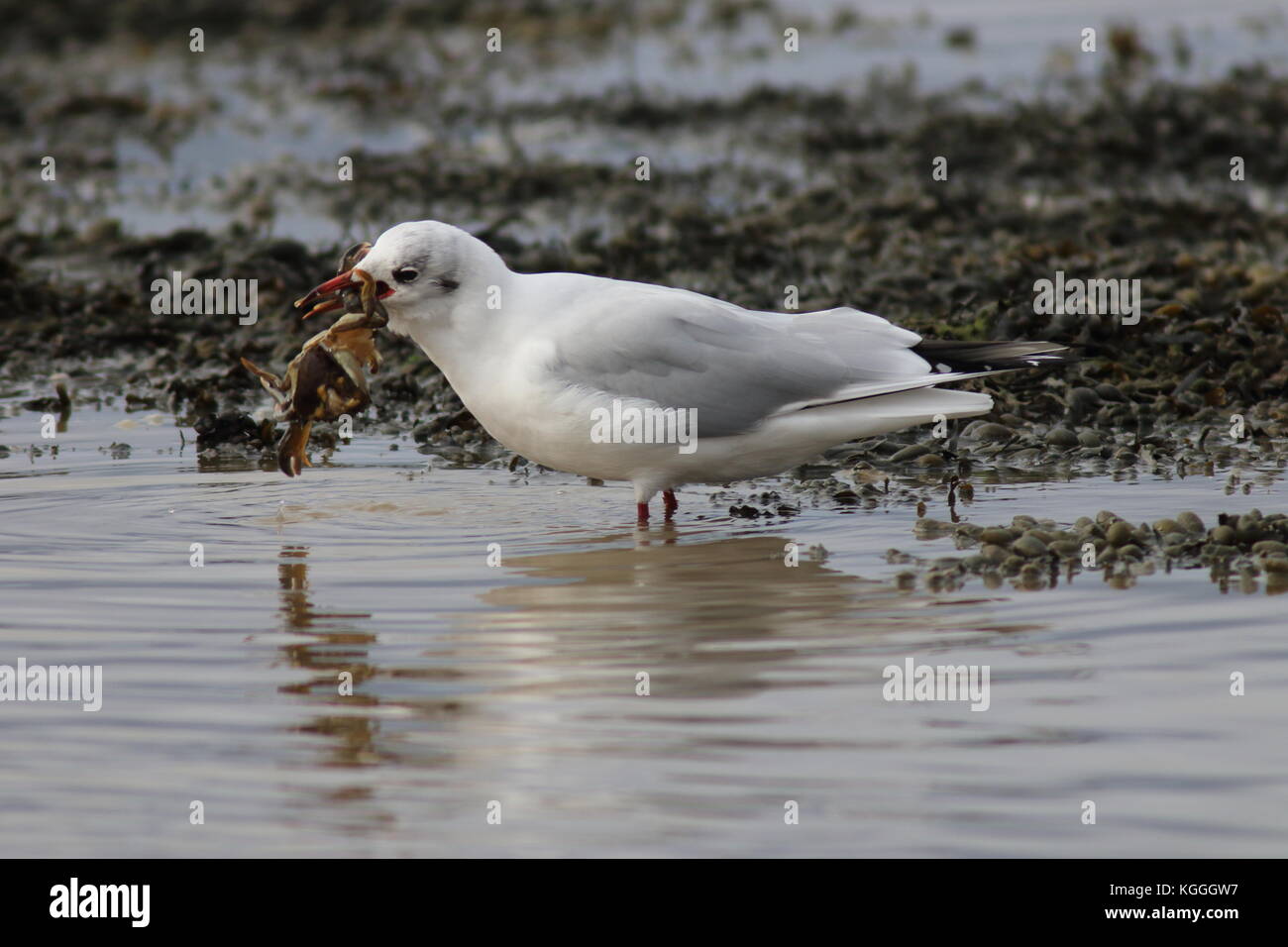 Larus ridibundus, nero intitolata gabbiano mangiare un granchio per alimentare, in piumaggio invernale Foto Stock