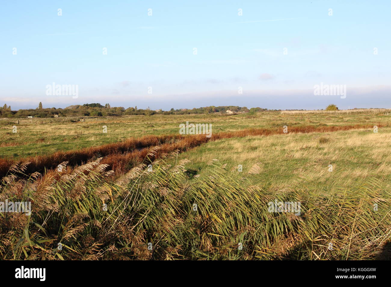 Guardando ad ovest su Osono Marsh, che mostra lo spazio aperto e le piante che crescono in umido area paludosa, immagine presa in Ottobre Foto Stock