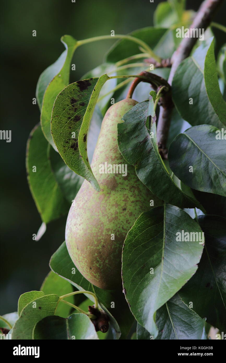Pera su albero con funghi la ruggine che mostra sul frutto che sembra pronta per la mietitura Foto Stock