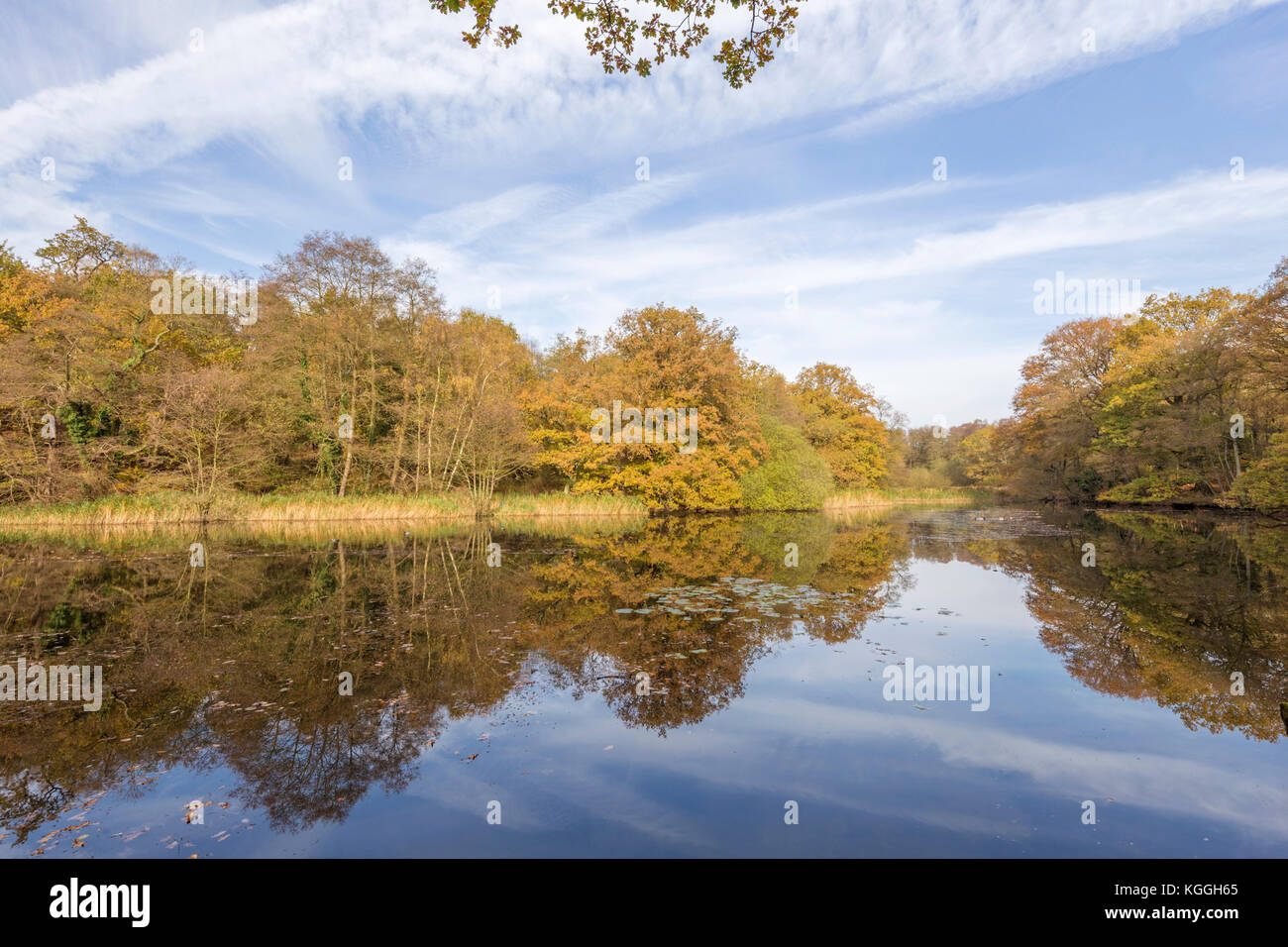 Autunno a Cannop stagni Foresta di Dean, Herefordshire, England, Regno Unito Foto Stock