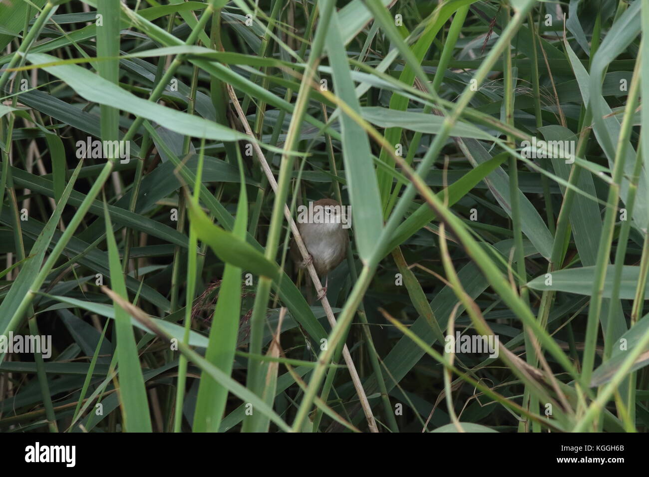 Cetti trillo, guardando a sinistra in un letto di reed tra i canneti, a Osono Marsh riserva naturale, nel Kent REGNO UNITO, nome latino Cettia cetti. Foto Stock