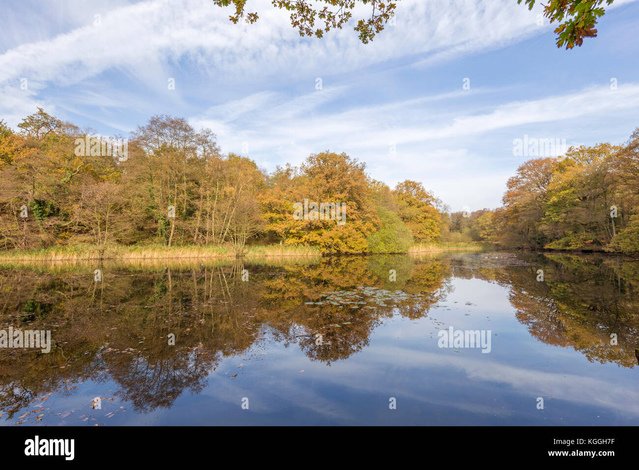 Autunno a Cannop stagni Foresta di Dean, Herefordshire, England, Regno Unito Foto Stock