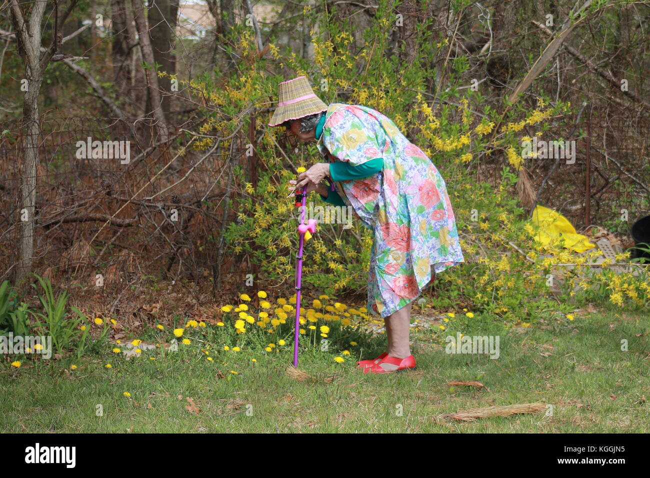Questo lavoro è per gli uccelli! Donna anziana che tende a fiori Foto Stock