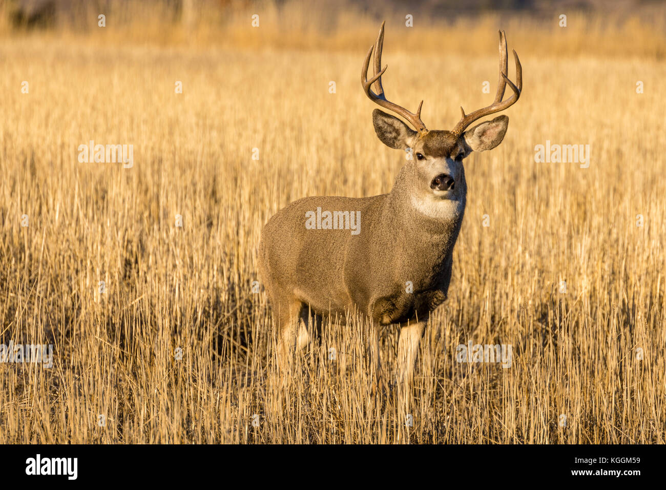 Mule Deer (Odocoileus hemionus), a parete, il Dakota del Sud, Stati Uniti d'America Foto Stock